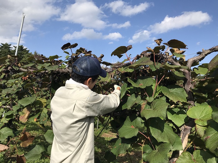山ぶどう剪定中