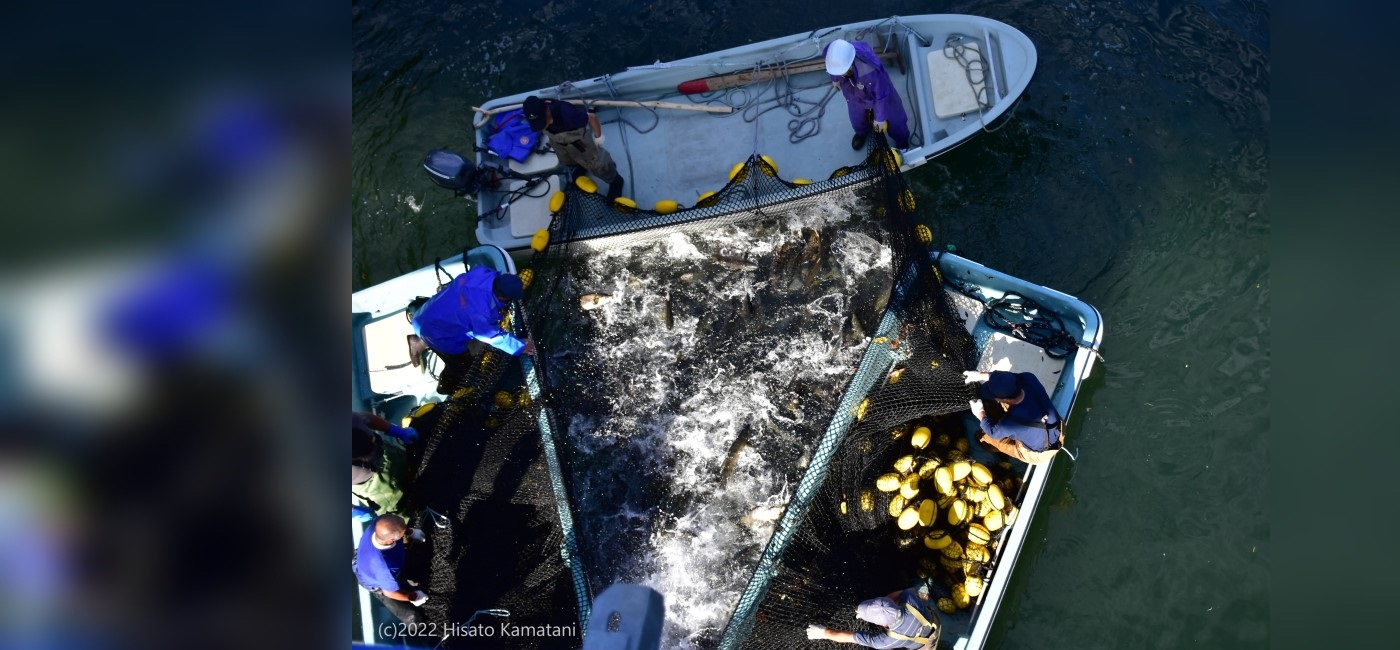 野田村フォトコンテストののんちゃん賞作品「川ひき(川サケ漁)」撮影場所：下安家（安家川）、船三艘で船上から網を使って魚を捕っている様子が写っている。