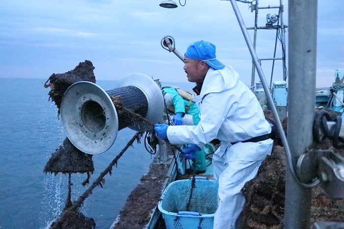 ホタテの種苗を引き上げる地域おこし協力隊員