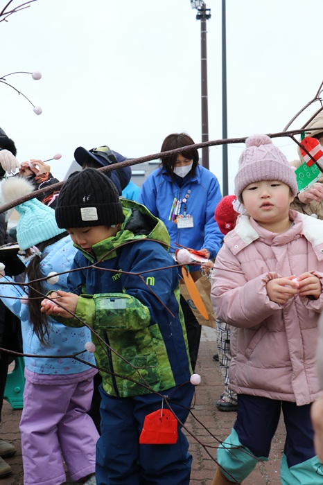 小正月行事でミズキに団子を飾り付ける園児たち