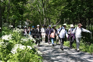 森林の中のハイキングコースを参加者の方々が案内を受けながら、ハイキングを楽しんでいる様子の写真